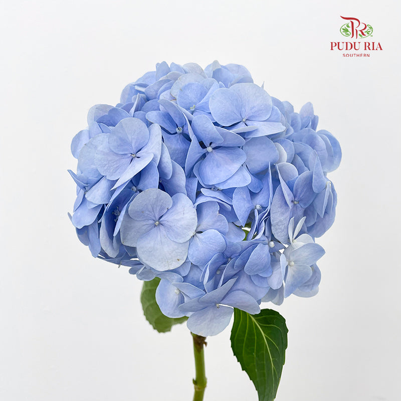 Hydrangea Blue 绣球花 - (Per Stem)