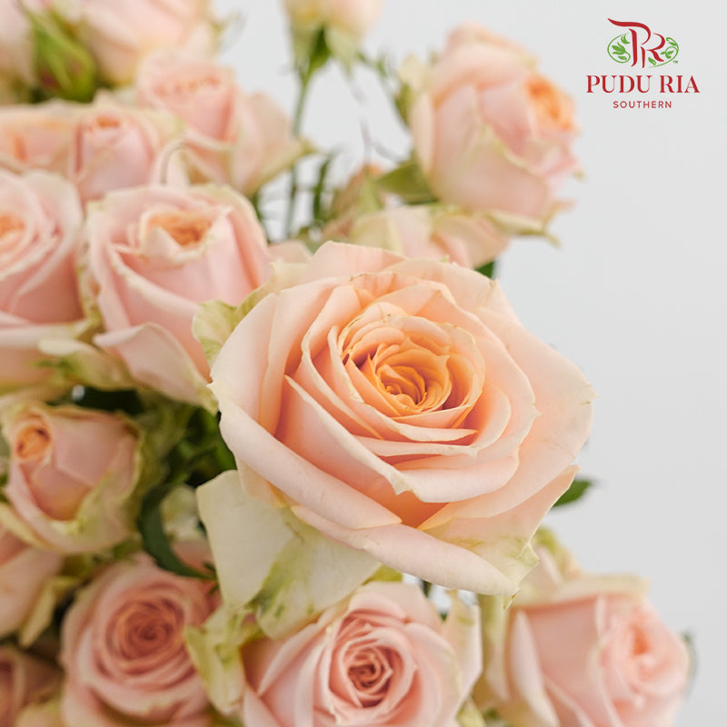 Rose Spray Rosanella - (8-10 Stems)