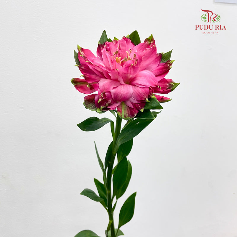Alstroemeria Sofiena Double Petal 六出花 - (9-10 Stems)