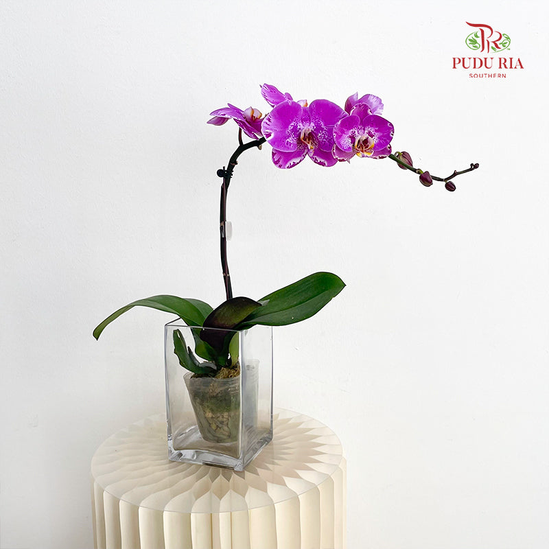 Phalaenopsis Orchid Purple Spot Line White Single