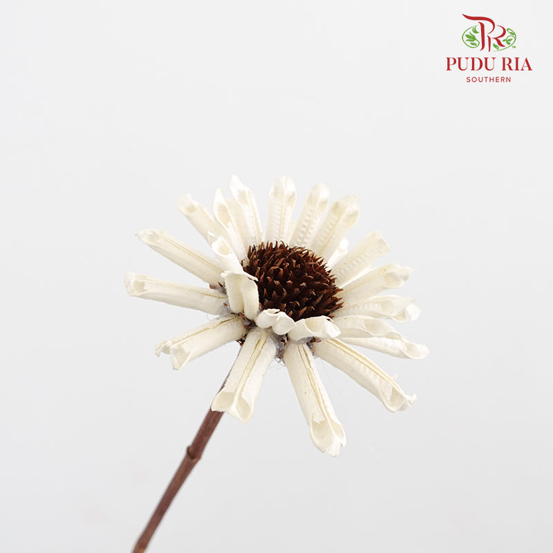 Preservative Gerbera