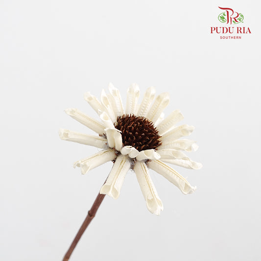 Preservative Gerbera
