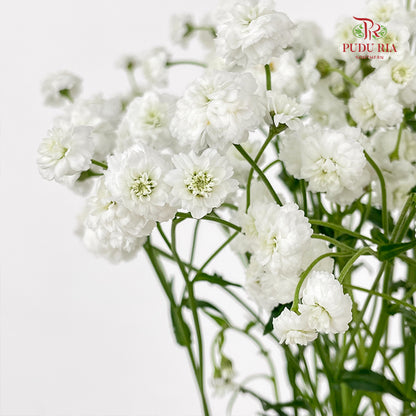 Achillea White 欧蓍草 - (Per Bundle)