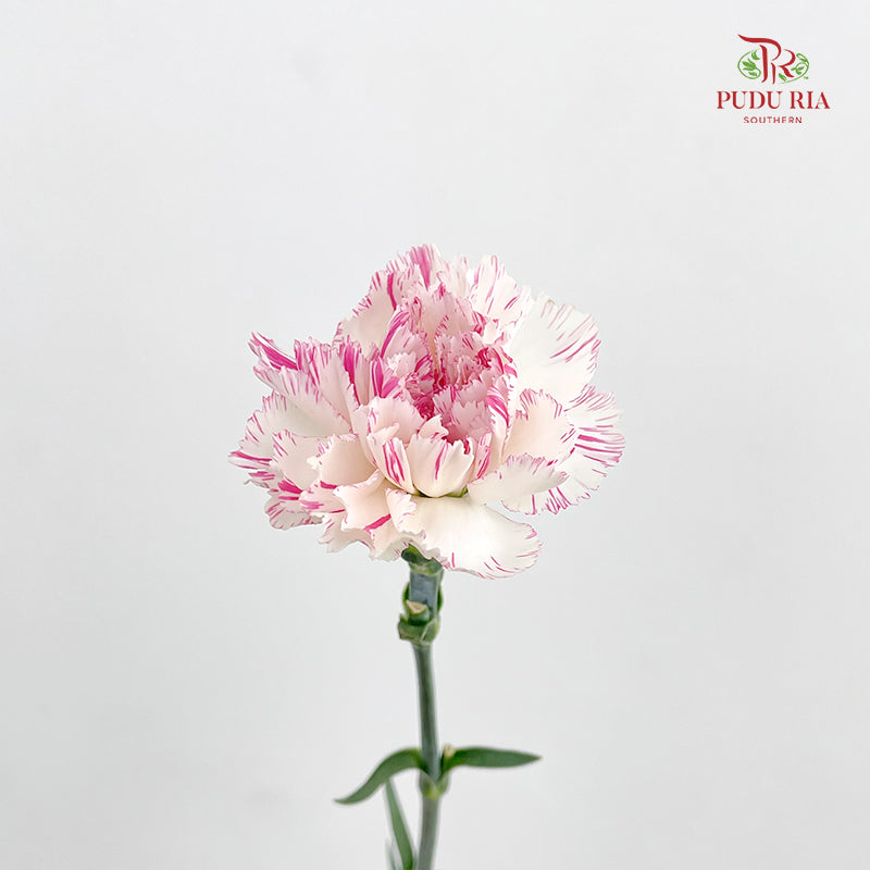Carnation Cherry Fragrance 小白兔康乃馨 - (18-20 Stems)