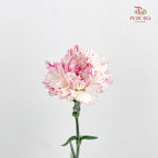 Carnation Cherry Fragrance 小白兔康乃馨 - (18-20 Stems)