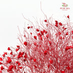 Dry Dream Grass Red