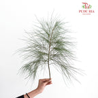 Pinus - 5 Stems - Pudu Ria Florist Southern