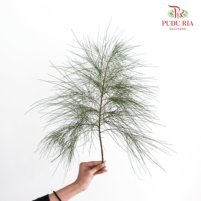 Pinus - 5 Stems - Pudu Ria Florist Southern