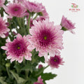 Chrysanthemum Pompom Two Tone Purple 5 - (10-12 Stems)
