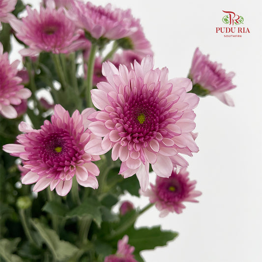 Chrysanthemum Pompom Two Tone Purple 4 (10-12 Stems)