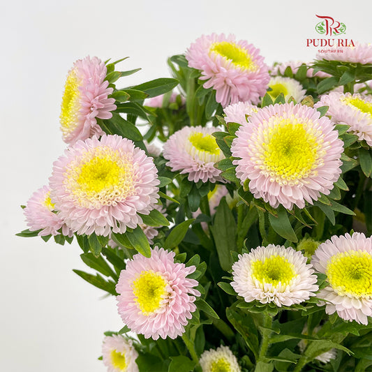 Aster 翠菊 Pink - (Per Bundle)