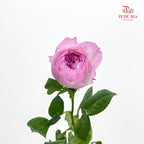 Rose Constance - (10-12 Stems)