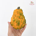 Pumpkin 观赏南瓜 - (Per Piece)
