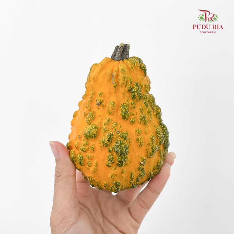 Pumpkin 观赏南瓜 - (Per Piece)