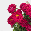 Aster Red 翠菊 - (Per Bundle)