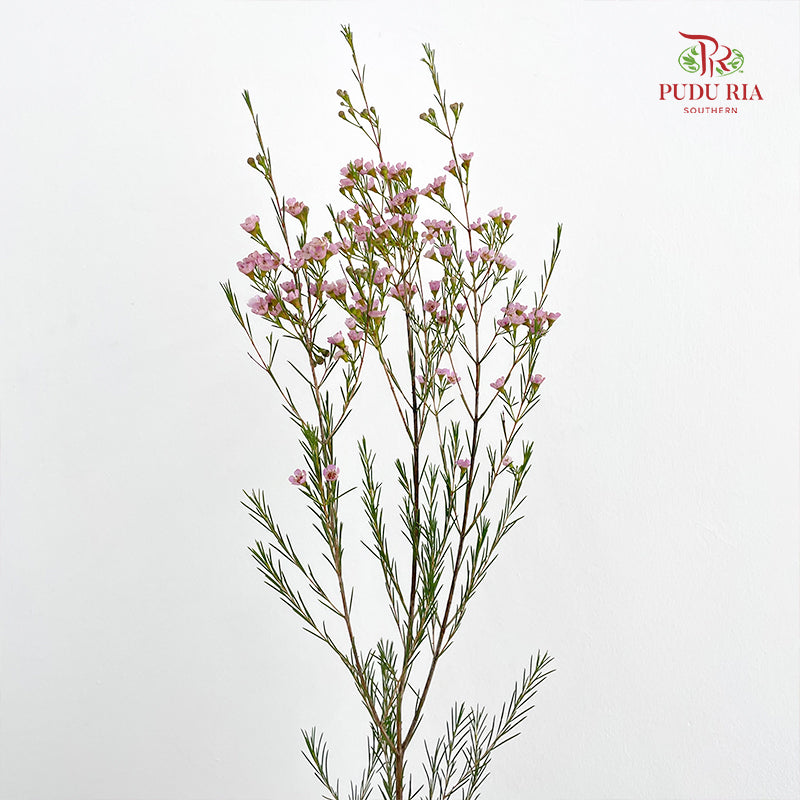 Wax Flower Pink 蜡花 - (Per Bundle)