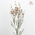 Wax Flower Pink 蜡花 - (Per Bundle)