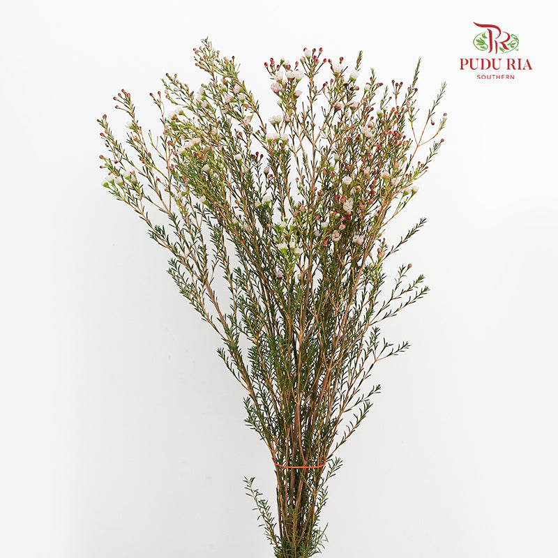 Wax Flower White/Pink 蜡花 - (5 Stems)