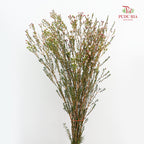 Wax Flower White/Pink 蜡花 - (5 Stems)