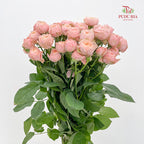 Rose Spray Butterfly Light Pink - (8-10 Stems)