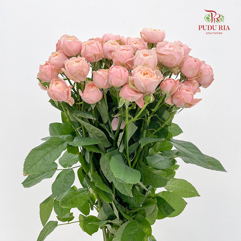 Rose Spray Butterfly Light Pink - (8-10 Stems)