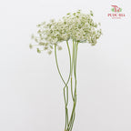 Ammi Majus White 大阿米芹 - (5 Stems)