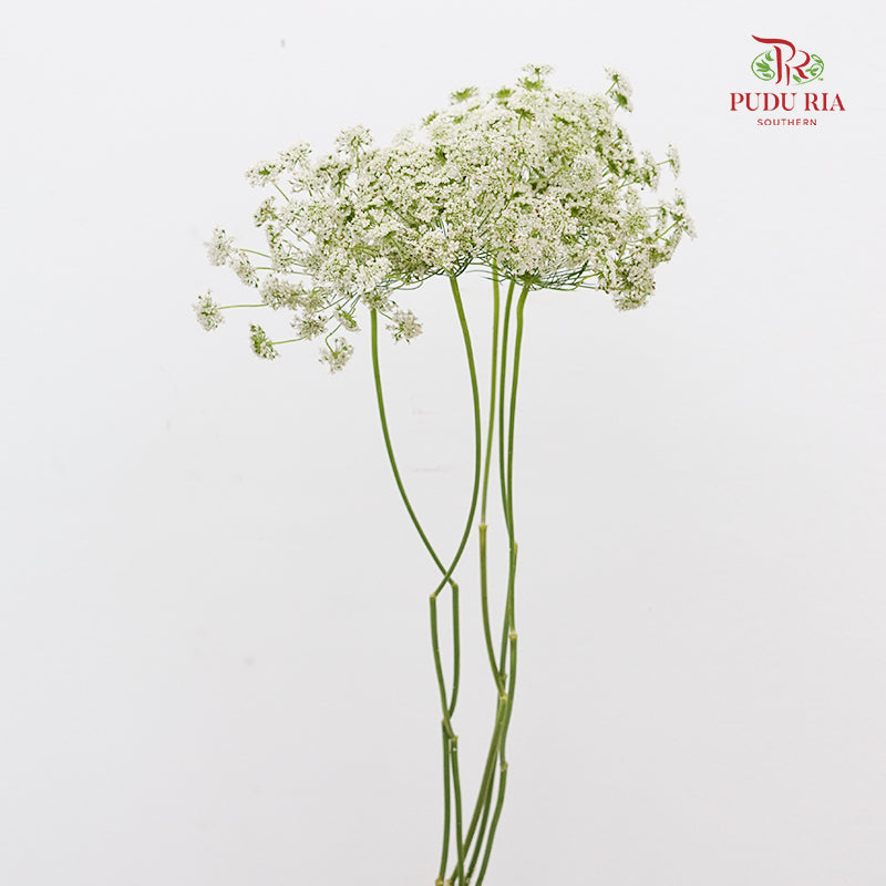 Ammi Majus White 大阿米芹 - (5 Stems)