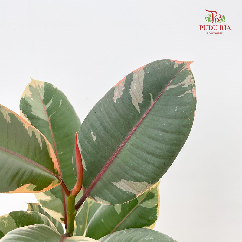Ficus Ruby