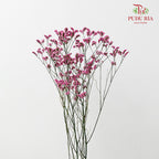 Dry Caspia - Hot Pink