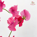 Sweet Pea Pink 香豌豆 - (5 Stems)