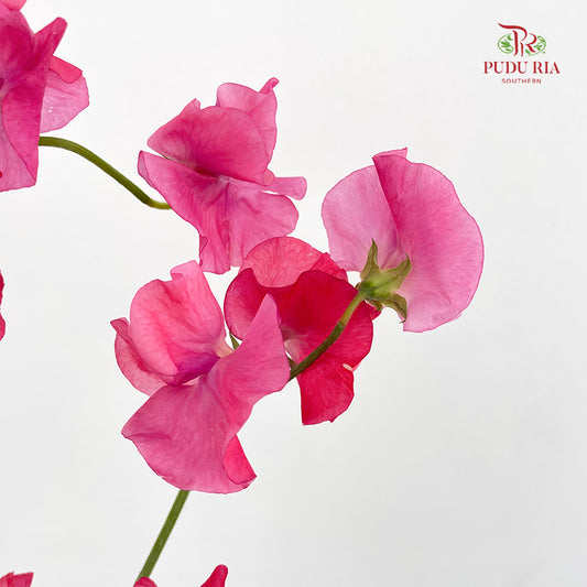 Sweet Pea Hot Pink - (5 Stems)