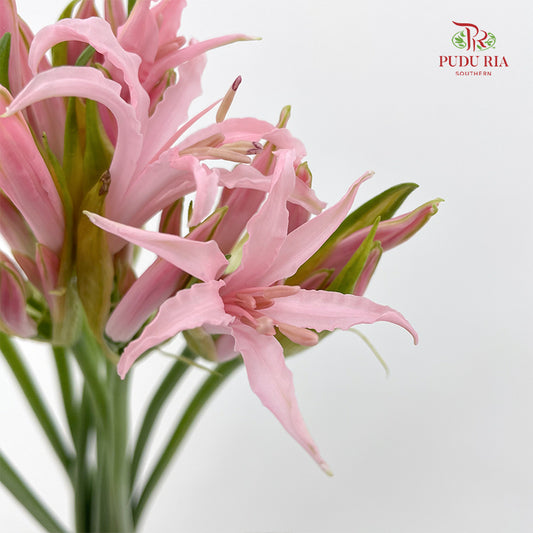 Lycoris (Nerine) - (Per Bundle)