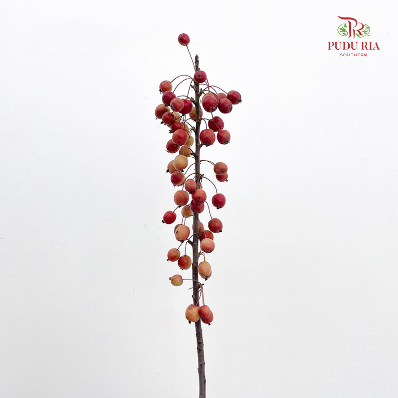 Malus Red - (Per Bundle)