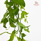Smilax - (Per Bundle)