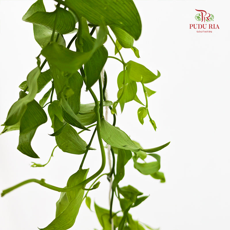 Smilax - (Per Bundle)