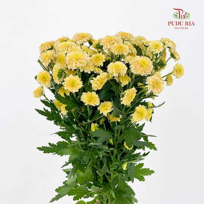 Chrysanthemum Calimero Pompom Miller salmon - (10-12 Stems)