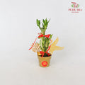 CNY Potted Plant Arrangement 2024#40