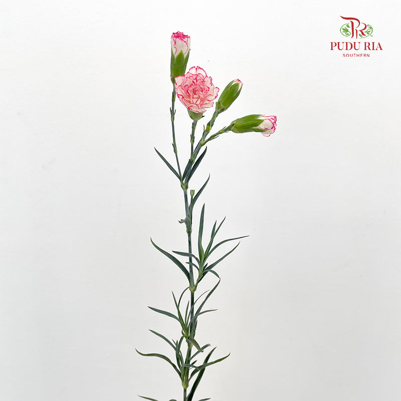 Carnation Spray 多头康乃馨 Pink - (18-20 Stems)