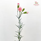 Carnation Spray Pink 多头康乃馨 - (18-20 Stems)