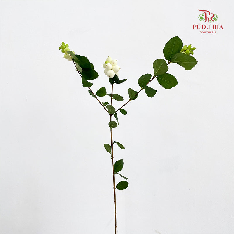 Snowberry White - (Per Bundle)