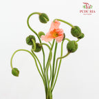 Corn Poppy Orange 虞美人 - (Per Bundle)