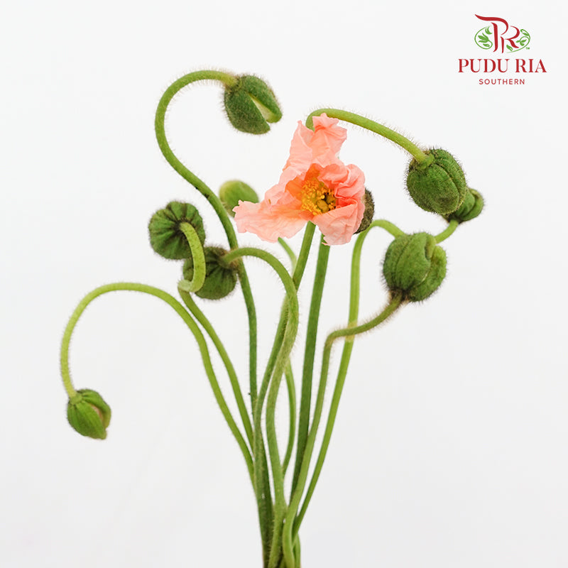 Corn Poppy Orange 虞美人 - (Per Bundle)