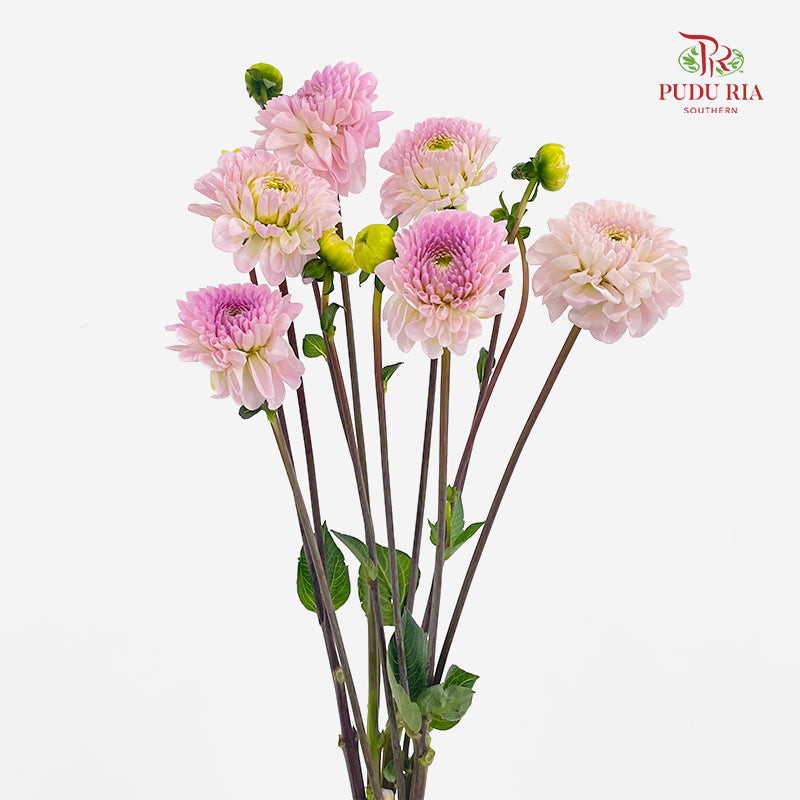 Dahlia Soft Purple - (5 Stems)