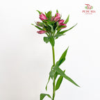 Alstroemeria Pink 六出花 - (9-10 Stems)