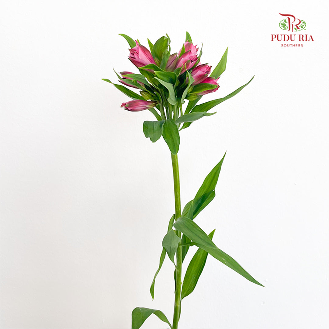 Alstroemeria Pink 六出花 - (9-10 Stems)