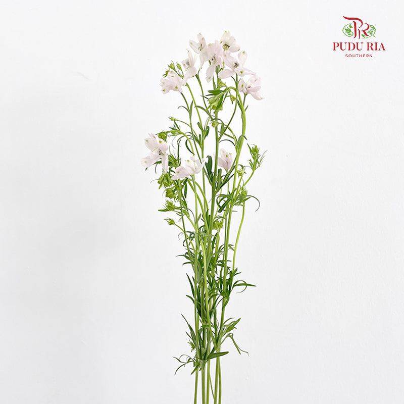 Delphinium Mini Pink - (Per Bundle)