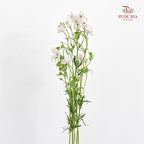 Delphinium Mini Pink飞燕草 - (Per Bundle)
