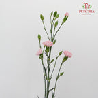 Carnation Spray Light Pink (18-20 Stems) - Pudu Ria Florist Southern