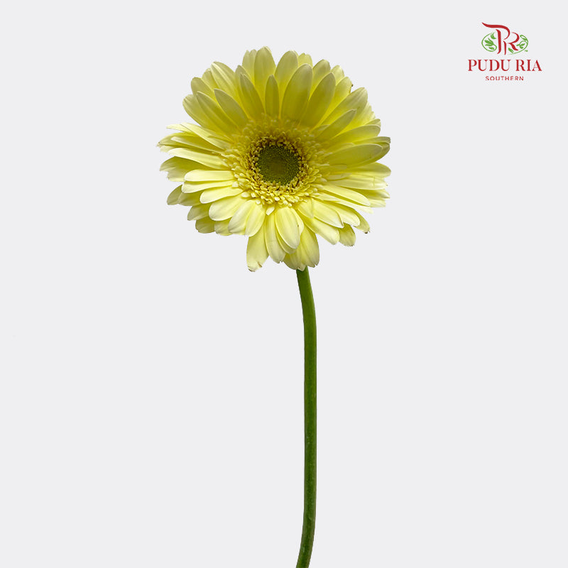 Gerbera Yellow 非洲菊 - (8-10 Stems)