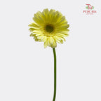 Gerbera Yellow 非洲菊 - (8-10 Stems)
